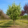 Черемха Маака Амбер Б'юті (Prunus Maackii Amber Beauty)