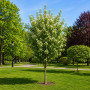 Черемха Маака Амбер Б'юті (Prunus Maackii Amber Beauty)