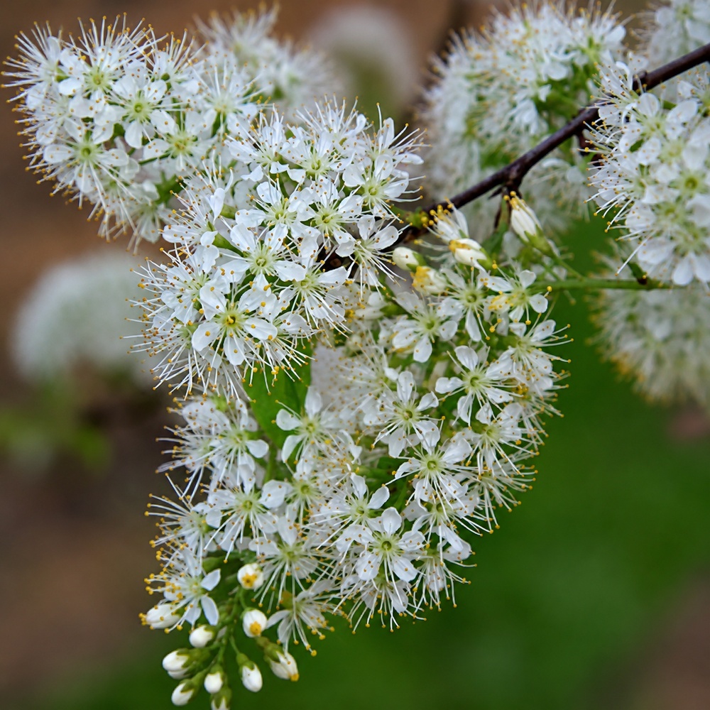 Черемха Маака Амбер Б'юті (Prunus Maackii Amber Beauty)