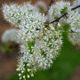 Черемха Маака Амбер Б'юті (Prunus Maackii Amber Beauty)