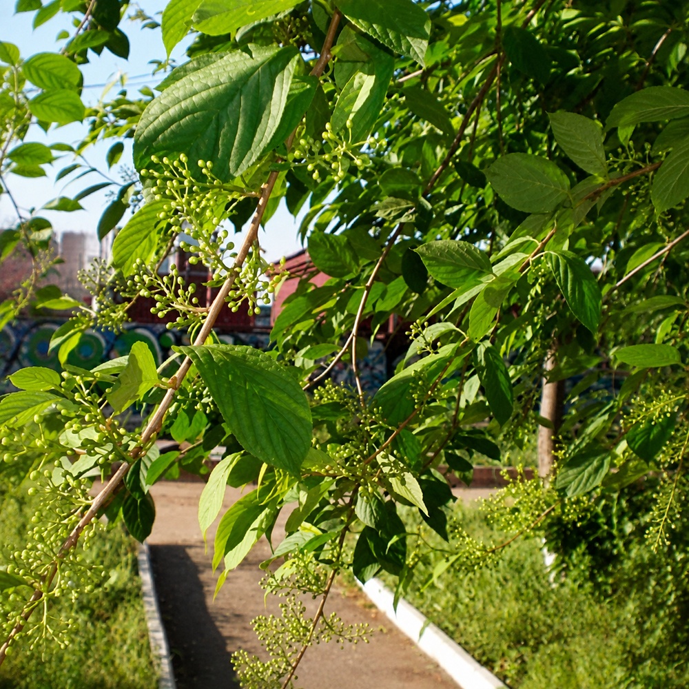 Черемха Маака Амбер Б'юті (Prunus Maackii Amber Beauty)
