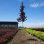 Черемха віргінська Шуберт (Prunus virginiana Shubert) 14-16 см, 300+ см, C35
