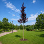 Черемха віргінська Шуберт (Prunus virginiana Shubert) 14-16 см, 300+ см, C35