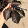 Черемха віргінська Шуберт (Prunus virginiana Shubert) 14-16 см, 300+ см, C35