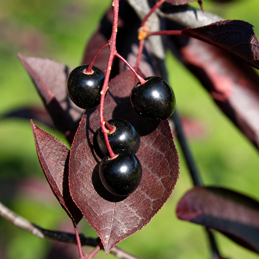 Черемха віргінська Шуберт (Prunus virginiana Shubert) 14-16 см, 300+ см, C35
