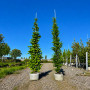 Граб обыкновенный Франс Фонтейн (Carpinus betulus Frans Fontaine) 12-14 см, 350 см, С38