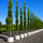 Граб обыкновенный Франс Фонтейн (Carpinus betulus Frans Fontaine) 12-14 см, 350 см, С38