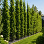 Граб обыкновенный Франс Фонтейн (Carpinus betulus Frans Fontaine) 12-14 см, 350 см, С38
