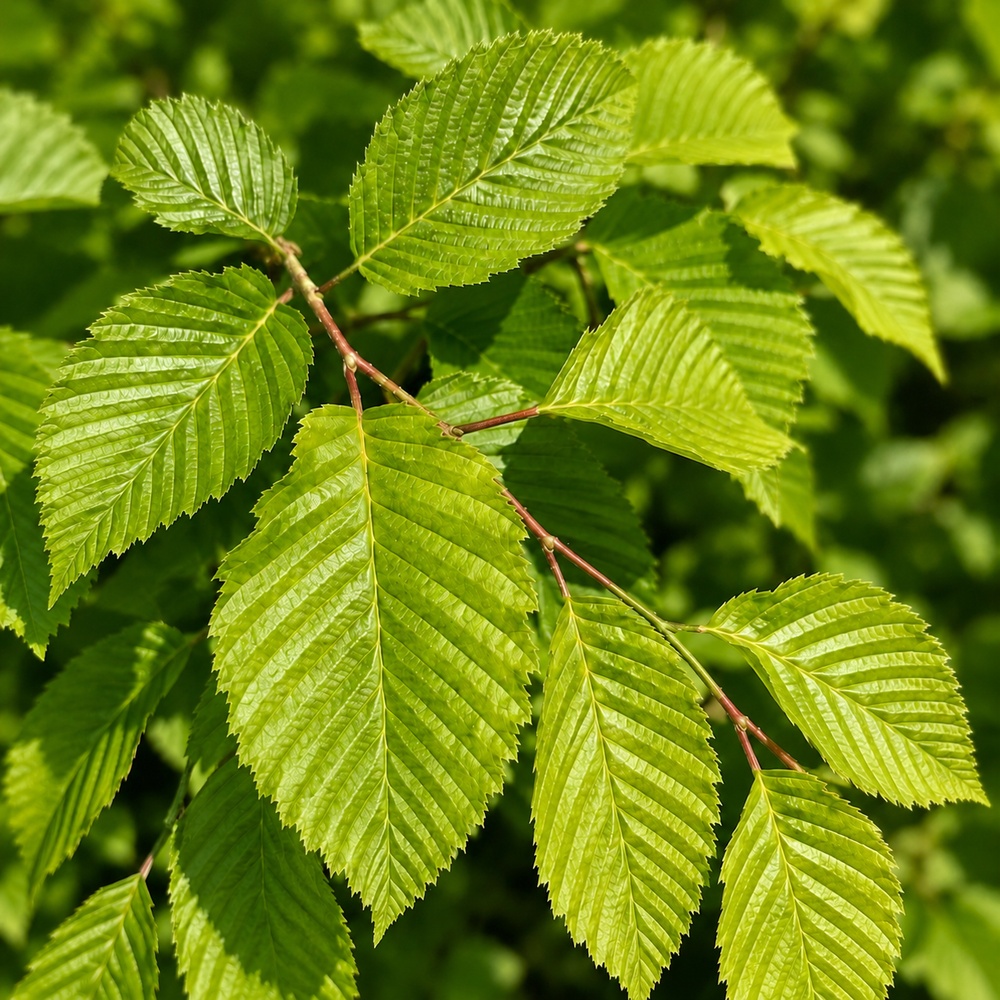 Граб обыкновенный Франс Фонтейн (Carpinus betulus Frans Fontaine) 12-14 см, 350 см, С38