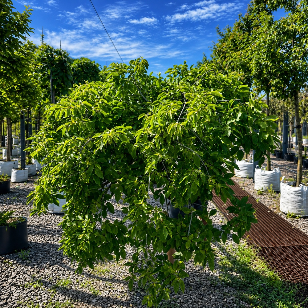 Граб обыкновенный Пендула (Carpinus betulus Pendula) 18-20 см, Ра 220 см, С107
