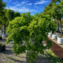 Граб обыкновенный Пендула (Carpinus betulus Pendula) 18-20 см, Ра 220 см, С107