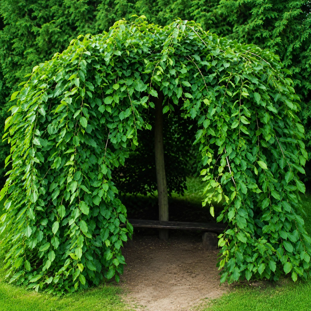 Граб обыкновенный Пендула (Carpinus betulus Pendula) 18-20 см, Ра 220 см, С107