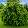 Граб обыкновенный Пендула (Carpinus betulus Pendula) 18-20 см, Ра 220 см, С107
