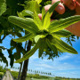 Граб обыкновенный Пендула (Carpinus betulus Pendula) 18-20 см, Ра 220 см, С107