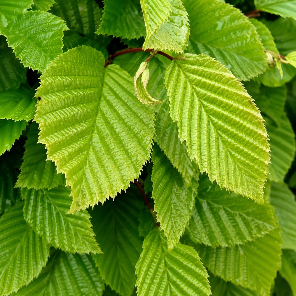 Граб обыкновенный Пендула (Carpinus betulus Pendula) 18-20 см, Ра 220 см, С107