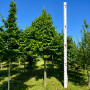 Граб обыкновенный (Carpinus betulus) 100+см,С5