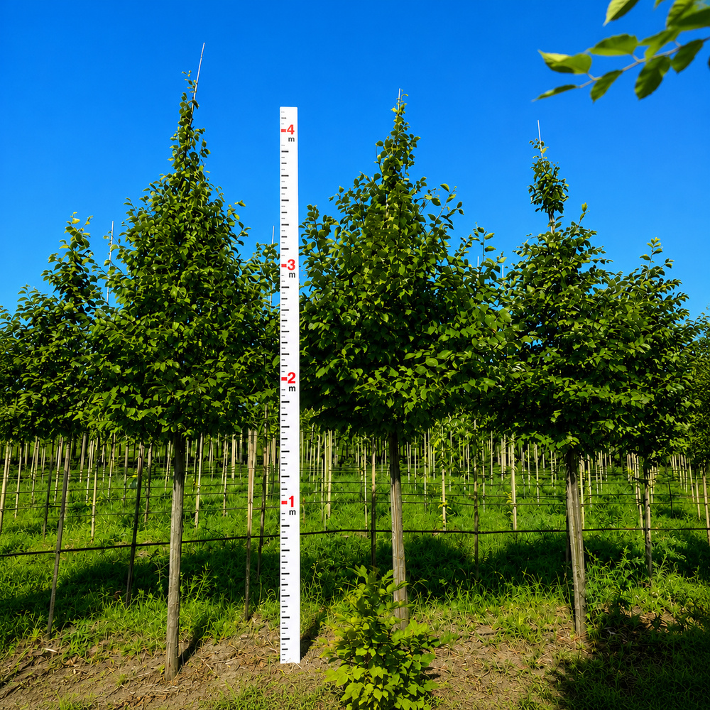 Граб обыкновенный (Carpinus betulus) 100+см,С5