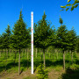 Граб обыкновенный (Carpinus betulus) 100+см,С5