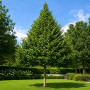 Граб обыкновенный (Carpinus betulus) 100+см,С5