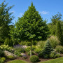 Граб обыкновенный (Carpinus betulus) 100+см,С5