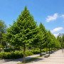 Граб обыкновенный (Carpinus betulus) 100+см,С5