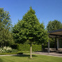 Граб обыкновенный (Carpinus betulus) 100+см,С5