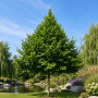 Граб обыкновенный (Carpinus betulus) 100+см,С5
