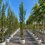 Граб обыкновенный Фастигиата (Carpinus betulus Fastigiata) 18-20 см, 400 см, Air Pot