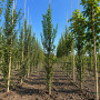 Граб обыкновенный Фастигиата (Carpinus betulus Fastigiata) 18-20 см, 400 см, Air Pot