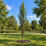 Граб обыкновенный Фастигиата (Carpinus betulus Fastigiata) 18-20 см, 400 см, Air Pot