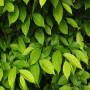 Граб обыкновенный Фастигиата (Carpinus betulus Fastigiata) 18-20 см, 400 см, Air Pot