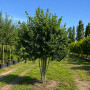 Глід сливолистий мультиштамбова форма (Crataegus prunifolia)