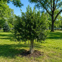 Глід сливолистий мультиштамбова форма (Crataegus prunifolia)