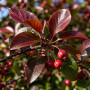 Глід сливолистий мультиштамбова форма (Crataegus prunifolia)
