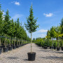 Боярышник обыкновенный Кариери (Crataegus Carrierei) 10-12 см, 350 см, С38