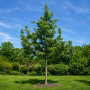 Глід звичайний Карієрі (Crataegus Carrierei) 12-14 см, 350 см, С38