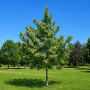 Глід звичайний Карієрі (Crataegus Carrierei) 12-14 см, 350 см, С38
