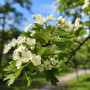 Глід звичайний Карієрі (Crataegus Carrierei) 12-14 см, 350 см, С38