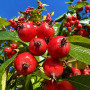 Глід звичайний Карієрі (Crataegus Carrierei) 12-14 см, 350 см, С38