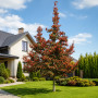 Глід звичайний Карієрі (Crataegus Carrierei) 8-10 см, 350 см, С38