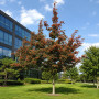 Глід звичайний Карієрі (Crataegus Carrierei) 8-10 см, 350 см, С38