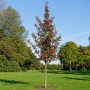 Глід звичайний Карієрі (Crataegus Carrierei) 8-10 см, 350 см, С38