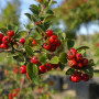 Глід звичайний Карієрі (Crataegus Carrierei) 8-10 см, 350 см, С38