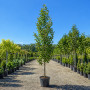 Горобина проміжна (Sorbus intermedia) 12-14 см, 350 см, 2xvWRB
