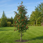 Горобина проміжна (Sorbus intermedia) 12-14 см, 350 см, 2xvWRB