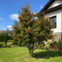 Горобина проміжна (Sorbus intermedia) 12-14 см, 350 см, 2xvWRB