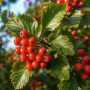 Горобина проміжна (Sorbus intermedia) 12-14 см, 350 см, 2xvWRB
