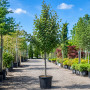 Горобина проміжна (Sorbus intermedia) 14-16 см, 350 см, 2xvWRB