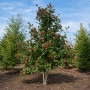 Горобина проміжна (Sorbus intermedia) 14-16 см, 350 см, 2xvWRB