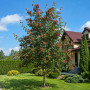 Горобина проміжна (Sorbus intermedia) 14-16 см, 350 см, 2xvWRB